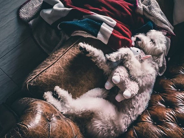 How to pet proof your leather sofa and armchair?