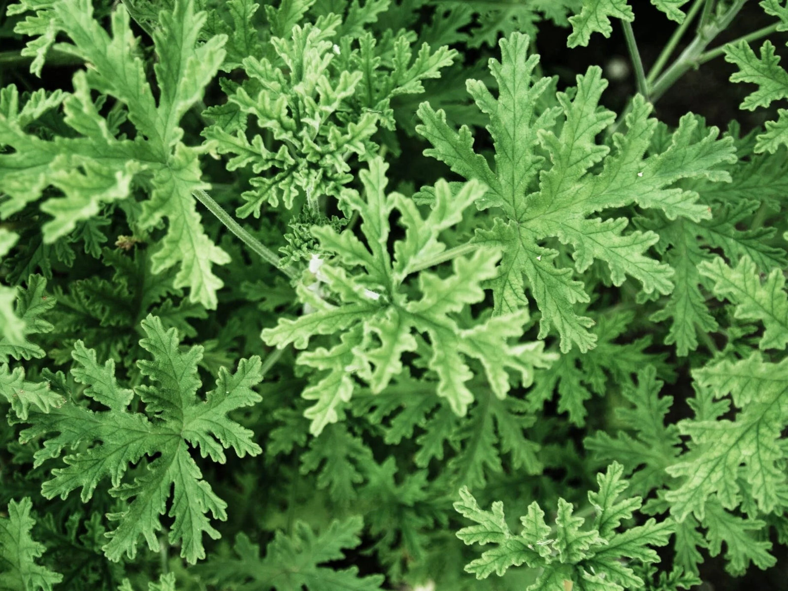 Unlocking the Marvels of Citronella Essential Oil: Medicinal Uses and Mosquito-Repelling Magic