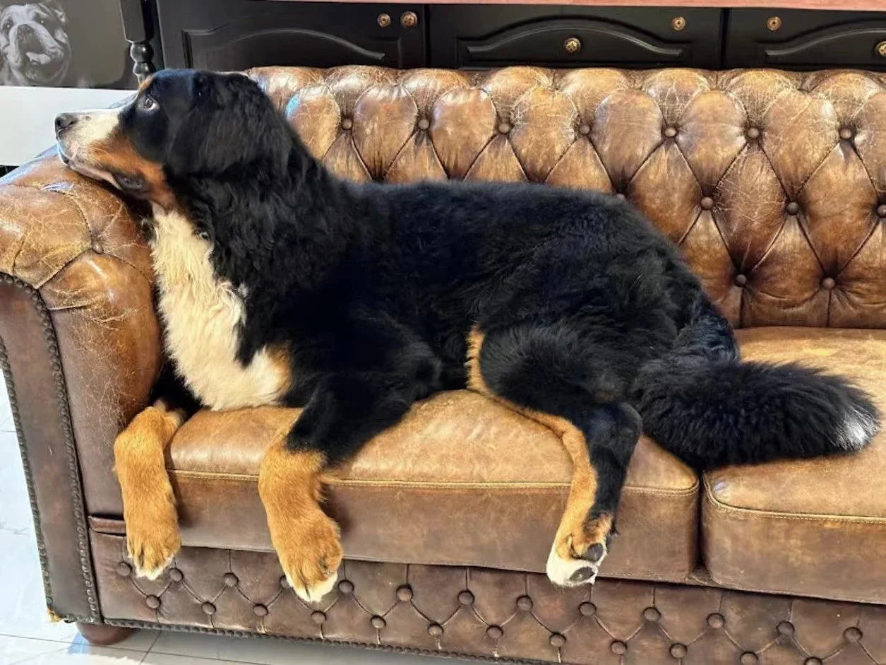 Is Leather Sofa Better than Fabric Sofa? A Comprehensive Comparison
