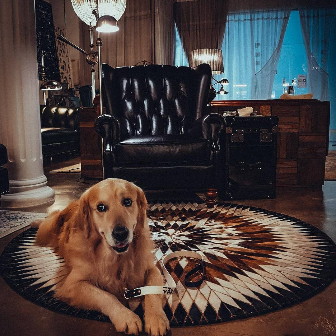 Pets Friendly Rugs Carpets