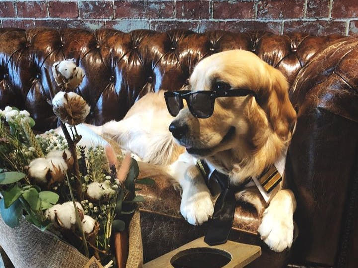 Best Sofa For Dogs