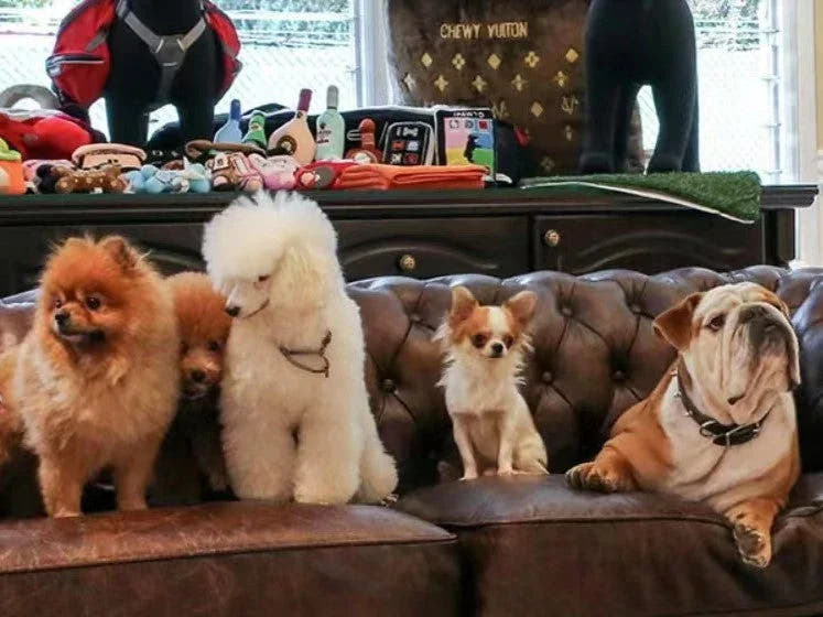 The Ultimate Guide to Pet-Friendly Chesterfield Leather Sofas: Unveiling the Pinnacle of Luxury and Durability