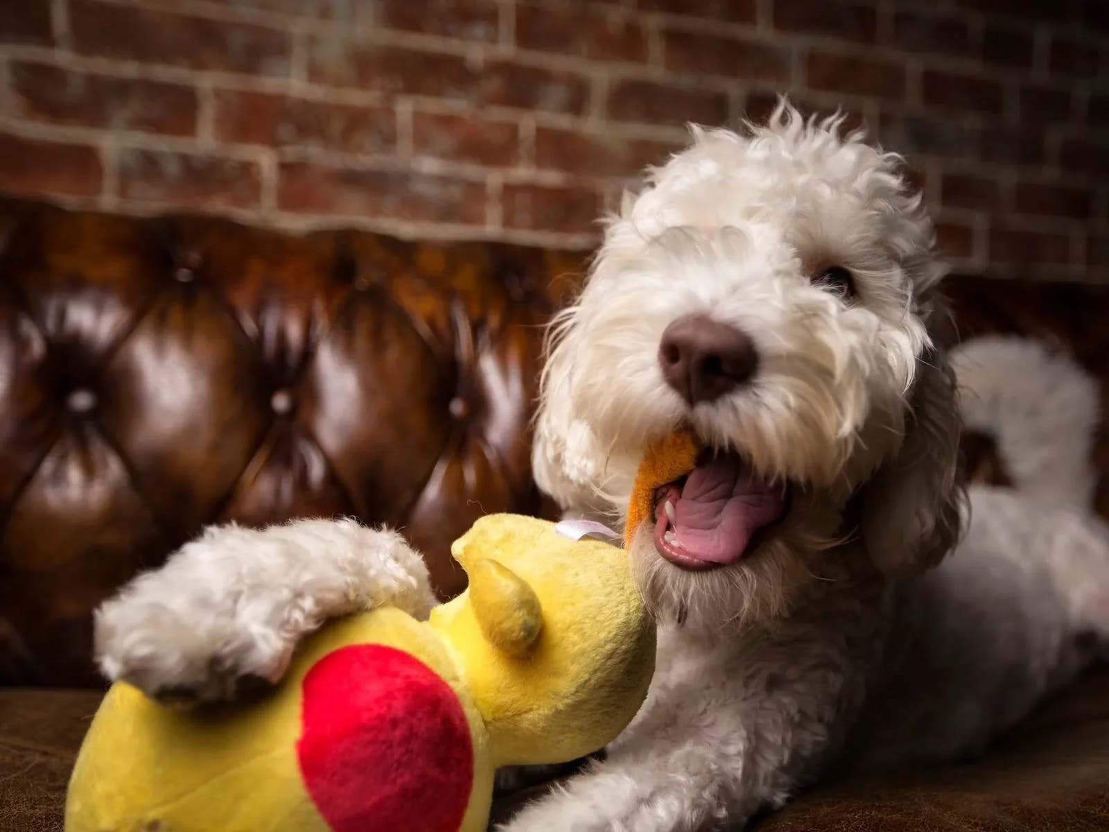 Pet-Friendly Chesterfield Sofas